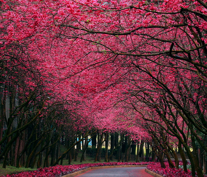 日本旅游景点大全|东京富士山大阪京都温泉美