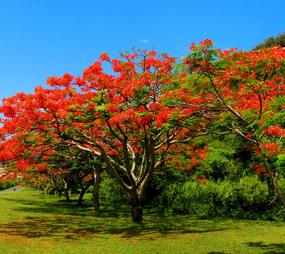 新加坡旅游费用|昆明新加坡吉隆坡槟城兰卡威