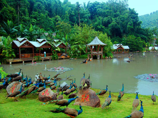 云南旅游|昆明大理丽江西双版纳8日游|赠送丽水